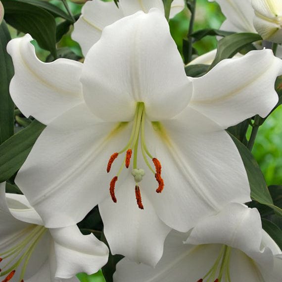 Lilje 'Casa Blanca'